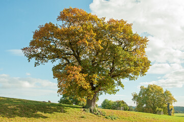 Autumn oak tree in the park