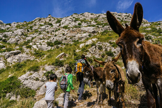 brigada de burros limpiando el sendero GR221, zona de Galatzo,Calvia,Mallorca, islas baleares, Spain