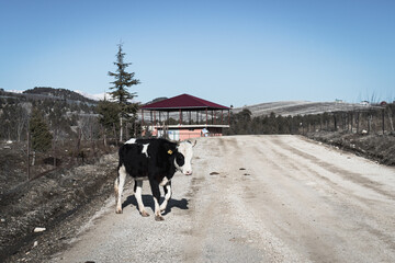 A black and white cow on the countryside road