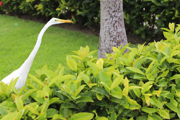 great white heron