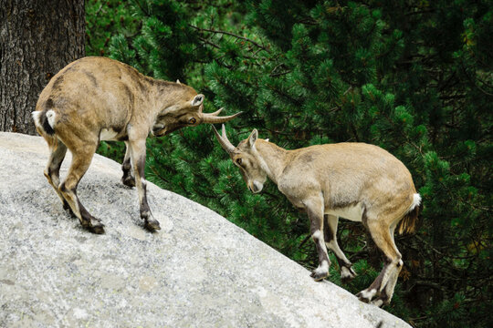 Ibice o cabra salvaje de los Alpes (Capra ibex) , Les Angles, pirineos catalanes, comarca de Capcir, Francia