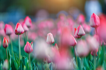 Tulip field. Beautiful tulip among tulips. Growing flowers in spring. Pink tulip flowers view.