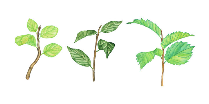 Three twig with leaves isolated on white. Watercolor hand drawing illustration. Elements for foliage spring design. Perfect for print, card, pattern.