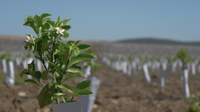 Closeup of an orange tree seedling with orange blossom flowers in a new row orange plantation. 