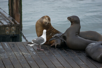 Fototapeta premium Sea Lions saying hi to a Seagull