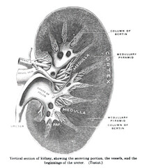 Page from a 19th-century anatomy textbook explaining the structure of the kidney
