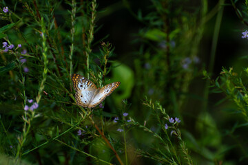 White Peacock Butterfly in the Everglades