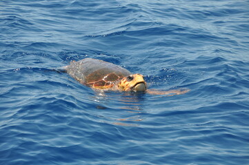 Sea Turtle off the Florida Keys