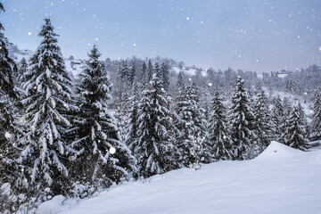 Beautiful winter landscape, snowy mountain and Christmas or fir trees in sunset light during snowfall. Outdoor seasonal travel background, alpine countryside of Carpathian mountains