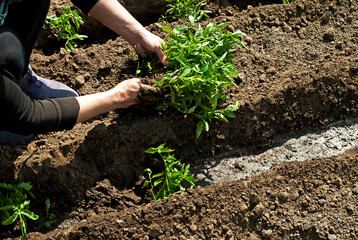 Woman plants seedlings of tomatoes. Agro photo.