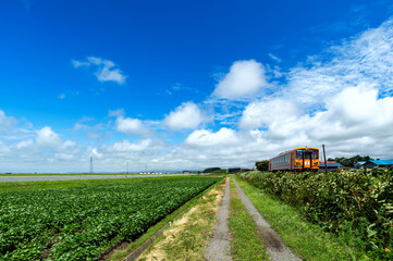 【青森県津軽地方】津軽の水田地帯とローカル鉄道