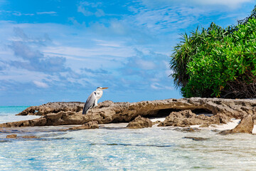 Large Bird on Maldive Island Sand Beach