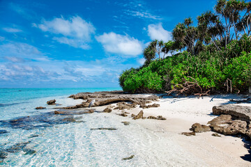 Large Bird on Maldive Island Sand Beach