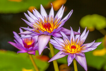 Closeup of Lotus blossom on pond