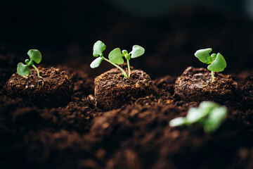 Young green sprout of tomato close-up shots with a sunlight