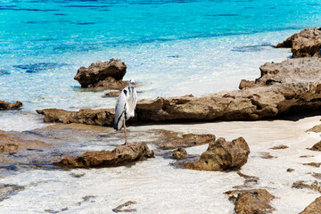 Large Bird on Maldive Island Sand Beach