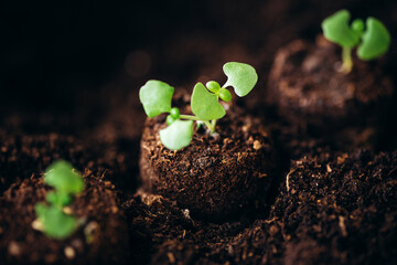 Young green sprout of tomato close-up shots with a sunlight