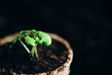 Young green sprout of tomato close-up shots with a sunlight