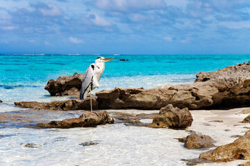 Large Bird on Maldive Island Sand Beach