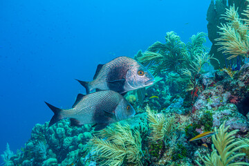 Fototapeta premium Caribbean coral garden off the coast of the island of Bonaire