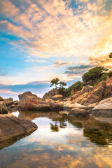 Picture of a tree in the beach, Calella de Palafrugell, Girona, Spain.