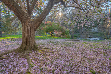 Central Park in spring with cherry trees in bloom