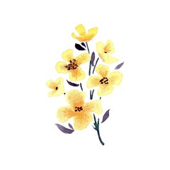 Yellow watercolor branch of flowers with leaves. Yellow aquarelle branch of 6 flowers.  Watercolor hand drawn painting illustration, isolated on white background. flower for card, marriage. Art
