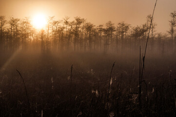 Sunrise and Fog in the Glades