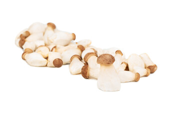 Eringi mushrooms isolate