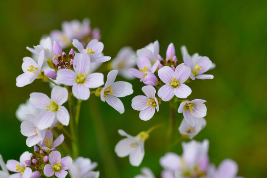 Wiesen-Schaumkraut (Cardamine pratensis)	