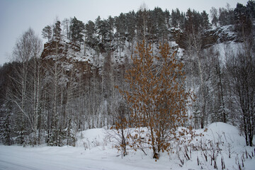 Fototapeta premium winter forest in the snow on the slope