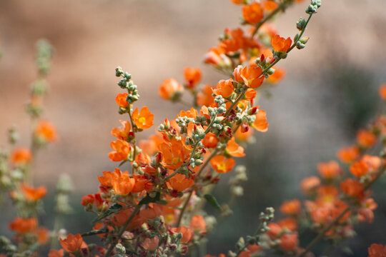 Munro's globemallow in Texas