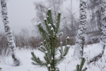 snow covered branches