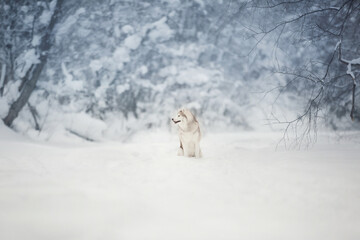 Fototapeta na wymiar Portrait of Beautiful, happy and free dog breed siberian husky sitting on the snow in the fairy winter forest