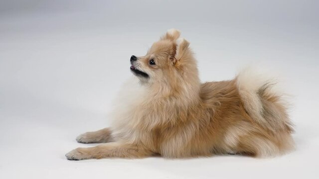 Dwarf Pomeranian Spitz lies on a gray background in the studio. The pet looks at the camera, yawns and twists its head. Background for your text and design. Slow motion. Close up.
