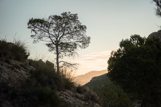 Beautiful view of hill slopes covered with grass and trees in Spain, Jumilla