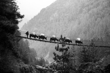 Nepalese Yaks transporting goods on the trails of the Himalayas