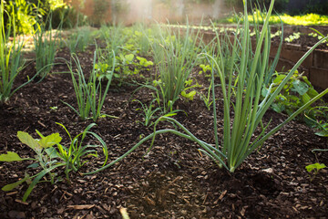 Chives' plantation with healthy plants on a sunny day

