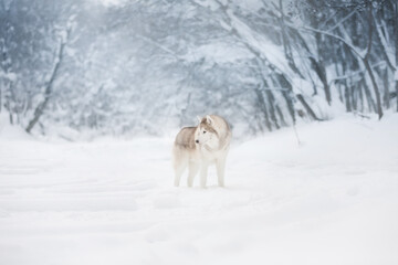 Portrait of Beautiful, happy and free dog breed siberian husky standing on the snow in the fairy winter forest