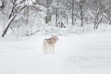 Portrait of Beautiful, happy and free dog breed siberian husky standing on the snow in the fairy winter forest