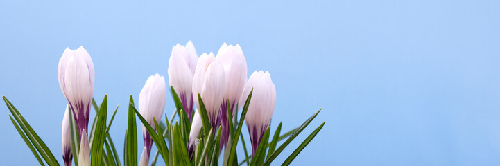 Fototapeta na wymiar White crocus flower on blue background. Spring blossom