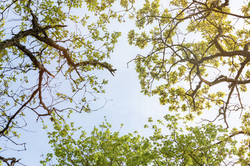 A view from below of the green foliage of the trees. Spring natural background.The concept of a good mood. Young greens, the blue sky.Full frame, eco-friendly, gentle atmospheric background,copy space