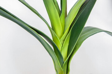 Obraz premium Calla Lily stalk and leaves closeup against white background
