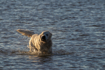 Fototapeta premium golden retriever playing in the water