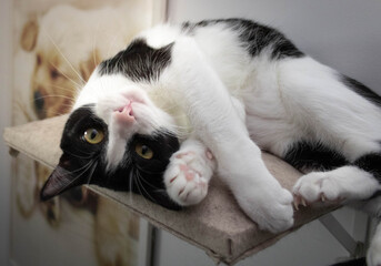 Playful Tuxedo Cat 