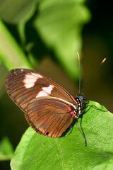 Tropical Butterfly, Tropical Rainforest, Napo River Basin, Amazonia, Ecuador, America