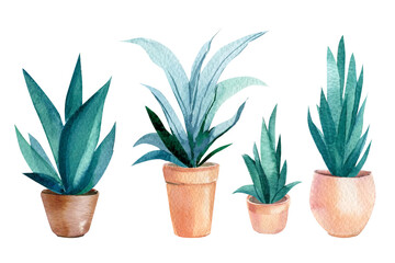 indoor plants on isolated white background, watercolor illustration