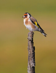 The European goldfinch or simply the goldfinch (Carduelis carduelis), is a small passerine bird in the finch family.