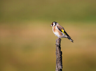 The European goldfinch or simply the goldfinch (Carduelis carduelis), is a small passerine bird in the finch family.