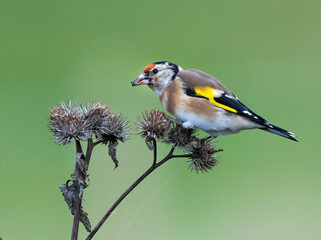 The European goldfinch or simply the goldfinch (Carduelis carduelis), is a small passerine bird in the finch family.
